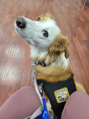 Customer photo review of Biothane Traffic Handle Dog Leash