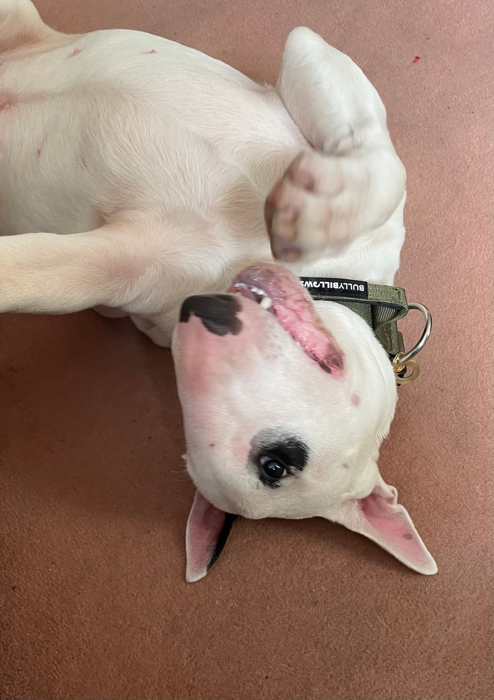 Customer photo review of 4cm Combat® Collar | With Handle & Rated Clip -  Khaki v2.0