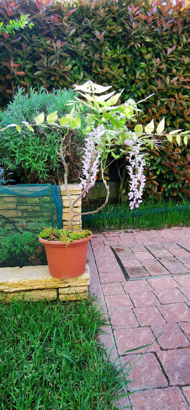 Customer photo review of VASI BONSAI PLASTICA RIGIDA PROFESSIONALI