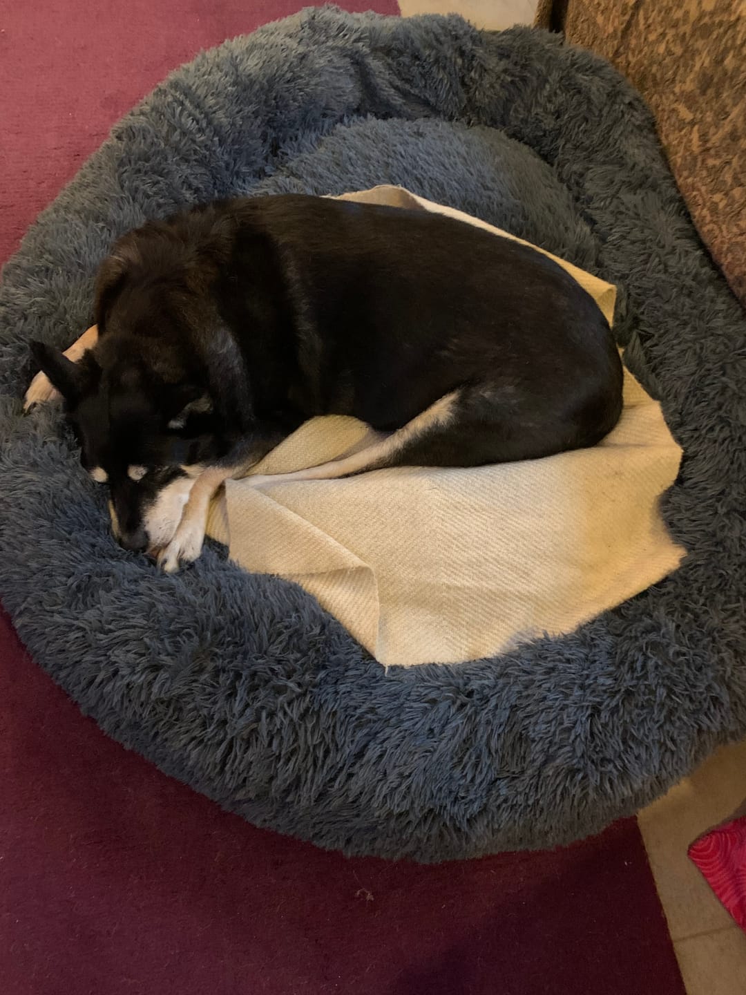 Customer photo review of Calming Dog Bed