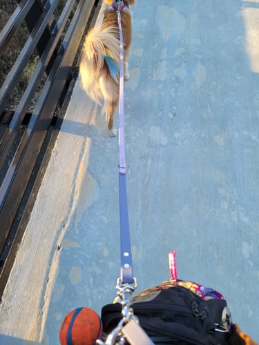Customer photo review of Biothane Traffic Handle Dog Leash