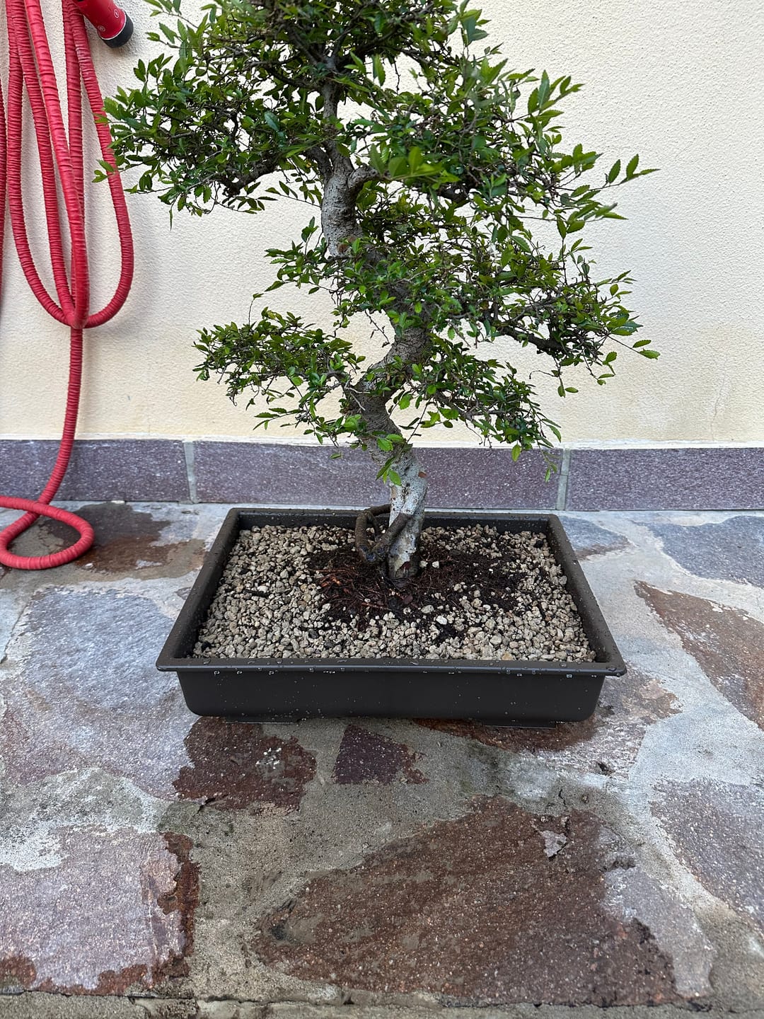 Customer photo review of VASI BONSAI PLASTICA RIGIDA PROFESSIONALI