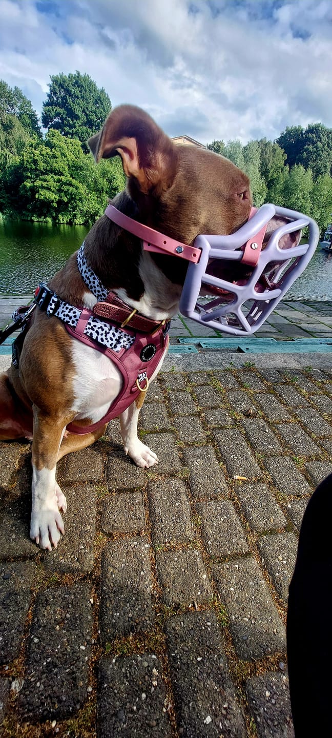 Customer photo review of Luxe Collection | Dog Collar | Berry Dalmatian