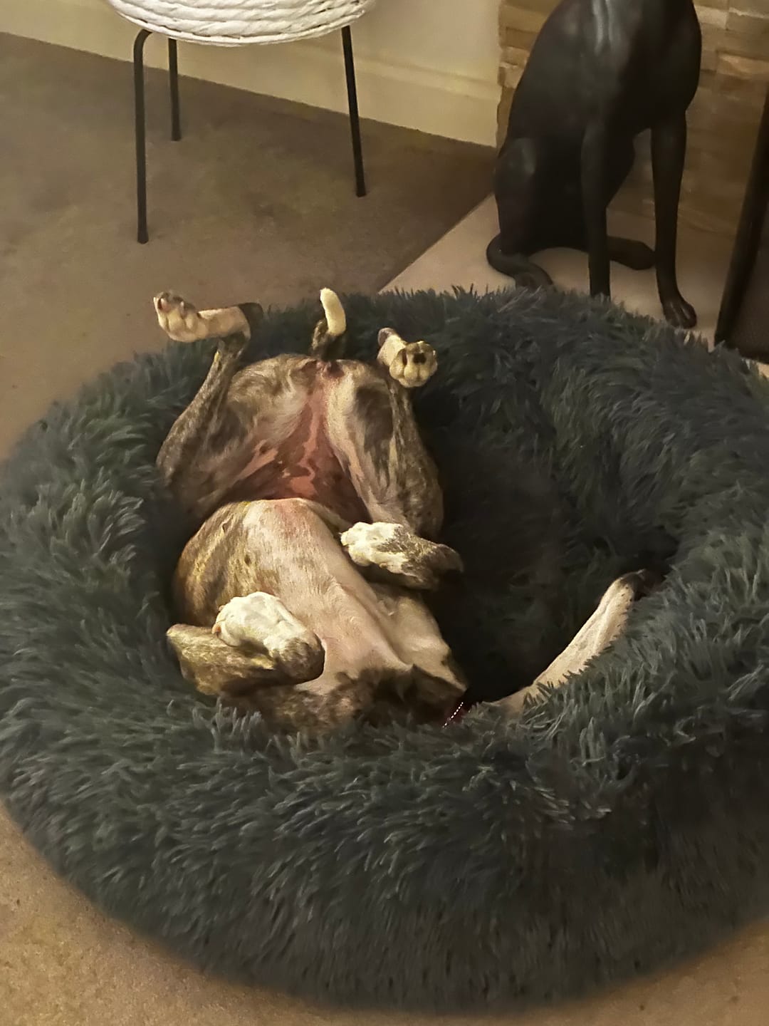 Customer photo review of Spare Calming Dog Bed Cover