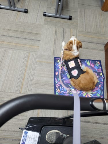 Customer photo review of Biothane Traffic Handle Dog Leash