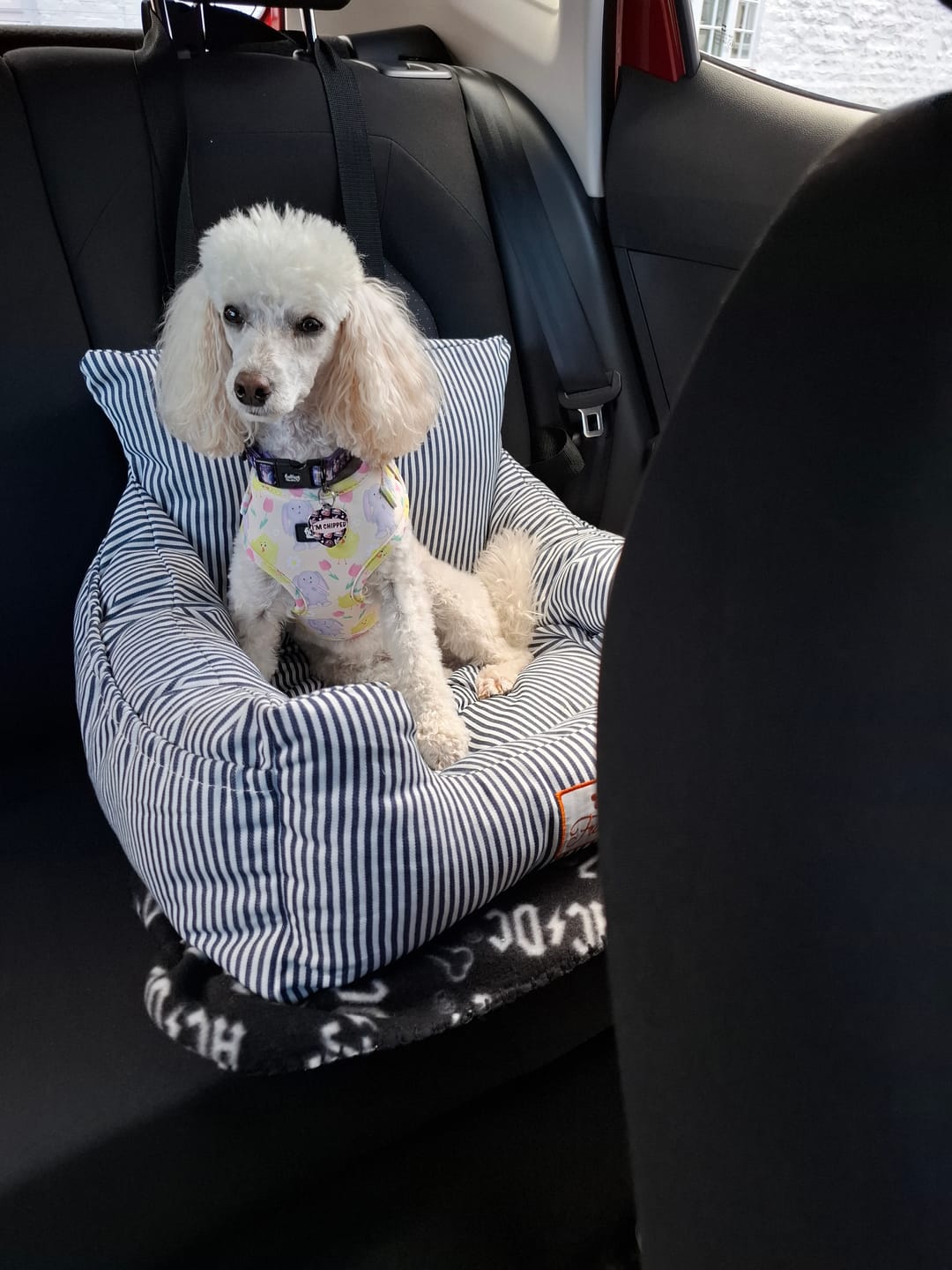 Customer photo review of Poo Bag - Pawtune Teller