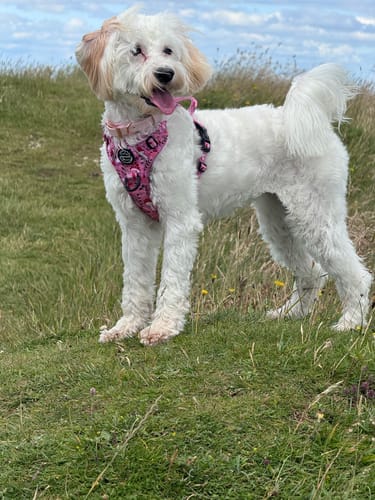 Customer photo review of Tough Trails™ Harness - Fairytale Forest