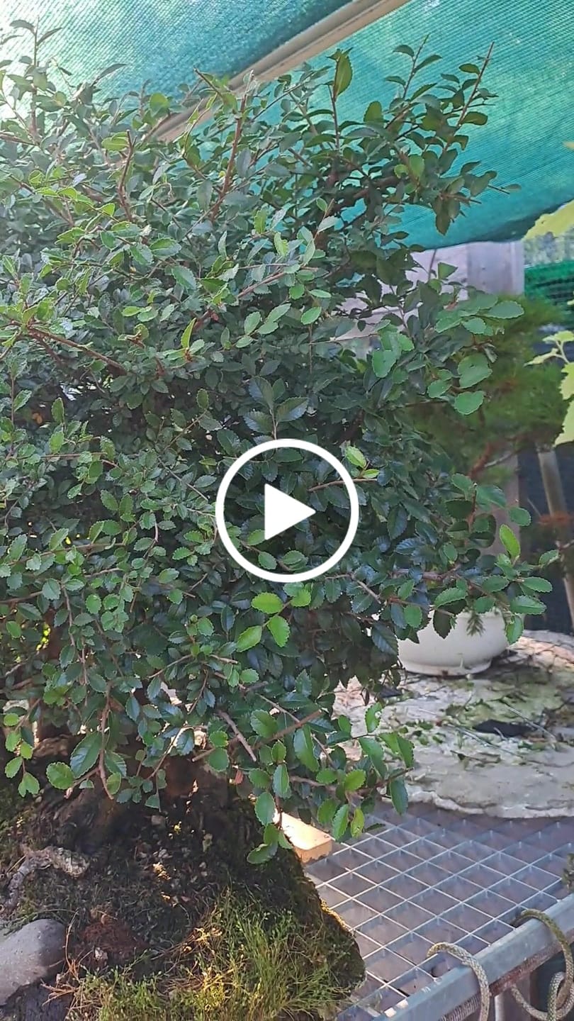 Customer video review of TOTAL FORCE CB® X2