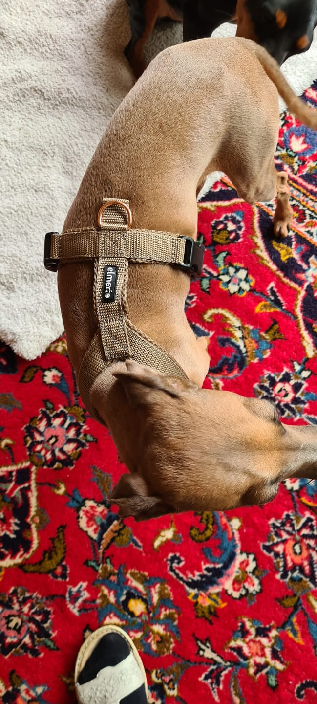 Customer photo review of Windhundgeschirr FUN Welpe/Windspiel "Golden Sand"