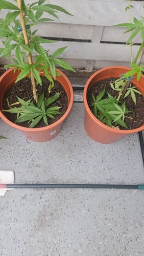 Customer photo review of Strawberry Living Soil - POWER LVL: 4/5