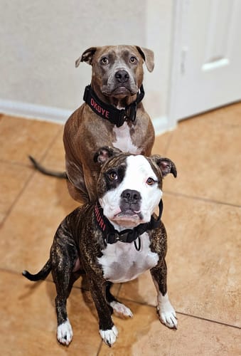 Customer photo review of Black Bully Proof Collar