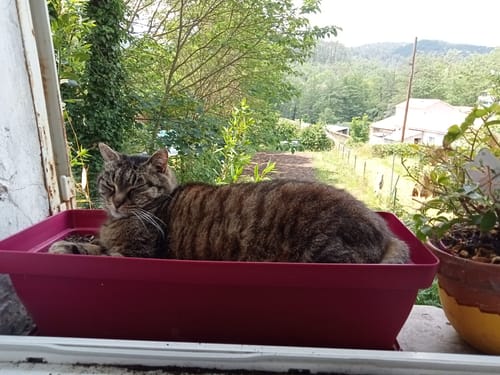 Customer photo review of Mousses riches en saumon & aux carottes (chaton)