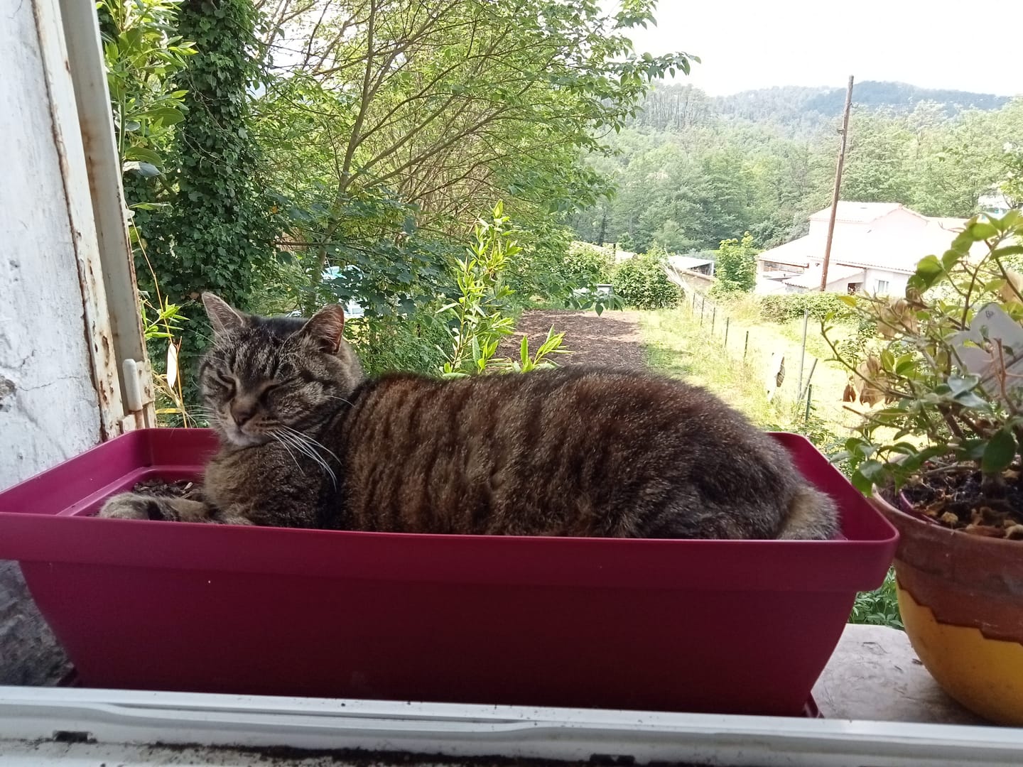 Customer photo review of Mousses riches en saumon & aux carottes (chaton)