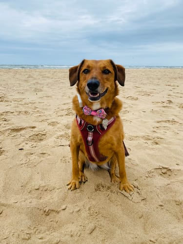 Customer photo review of Disney© Bow Tie - Nala