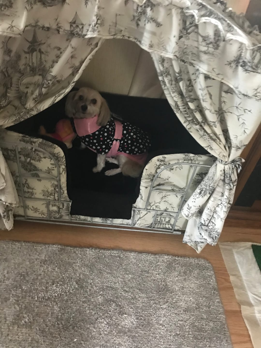 Customer photo review of Rain and Shine Reversible Dog Coat[Small]
