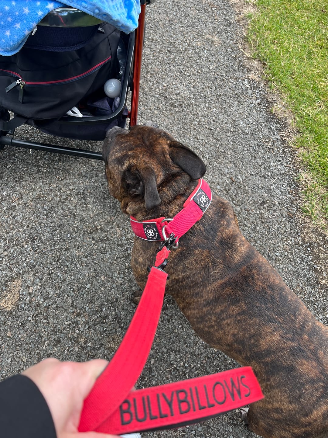 Customer photo review of 1.4m Swivel Combat Leash | Neoprene Lined, Secure Rated Clip with Soft Handle - Red