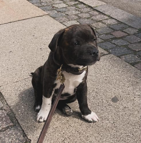 Customer photo review of Staey - Grace Hundehalsbånd, Chestnut