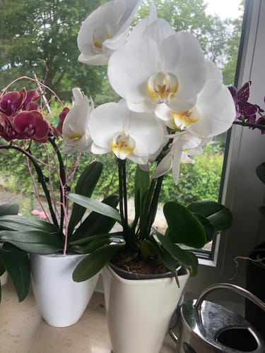 Customer photo review of Große Two of Us mit weißen Blüten und 3+ Stielen