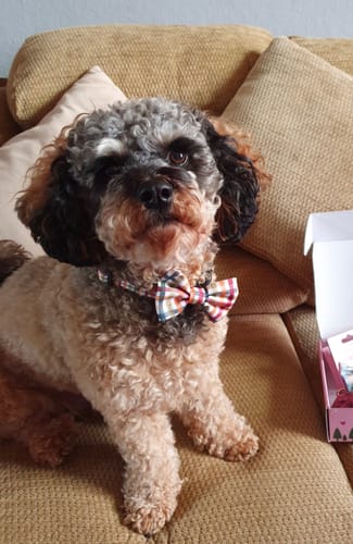 Customer photo review of Collar – Plaid Pup