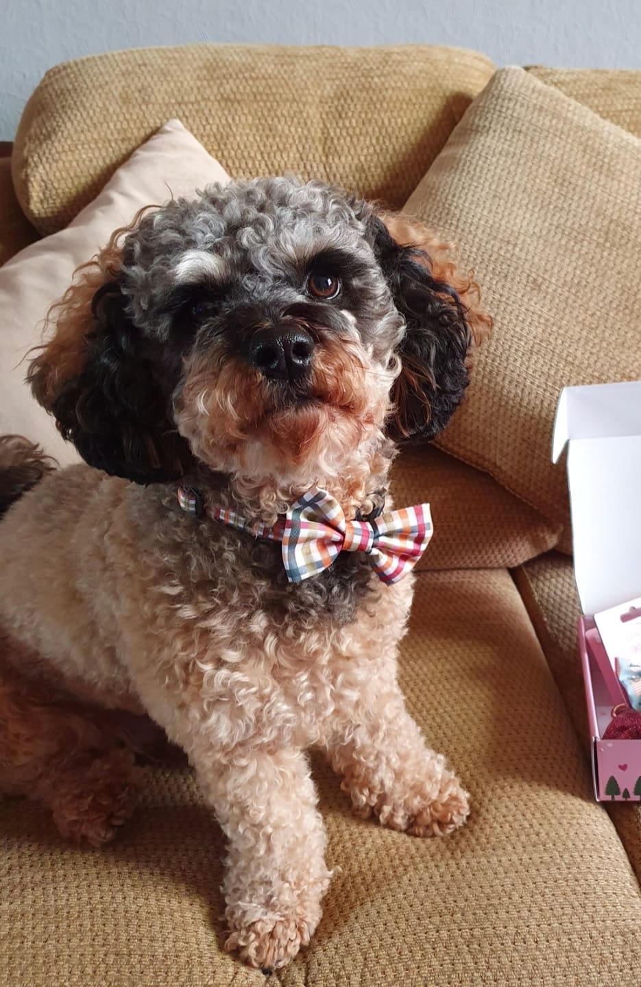 Customer photo review of Collar – Plaid Pup