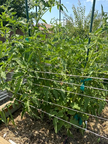 Customer photo review of Cherokee Carbon Pole Tomato Seeds