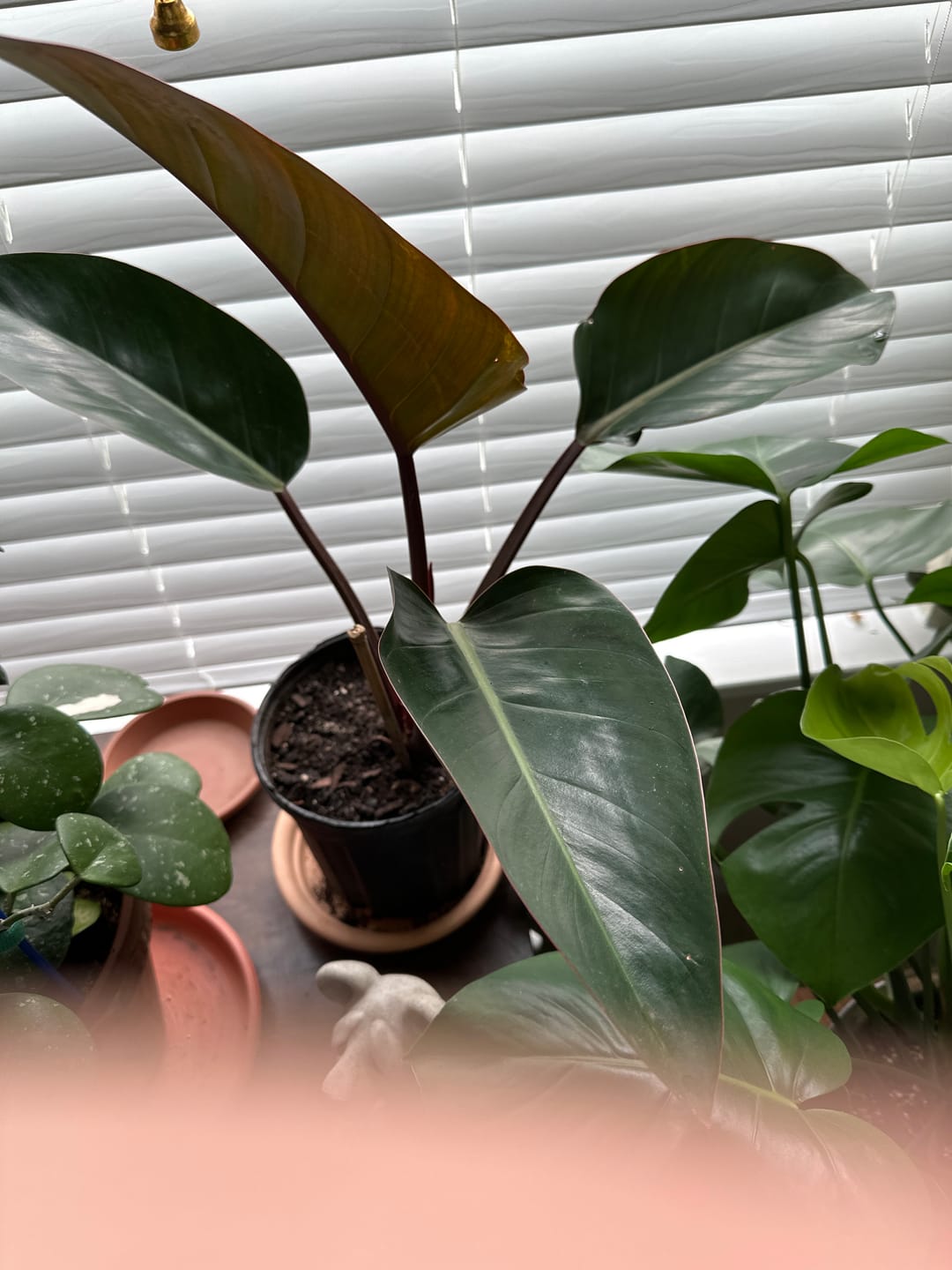 Customer photo review of Philodendron Red Congo, Tropical Forest Plant