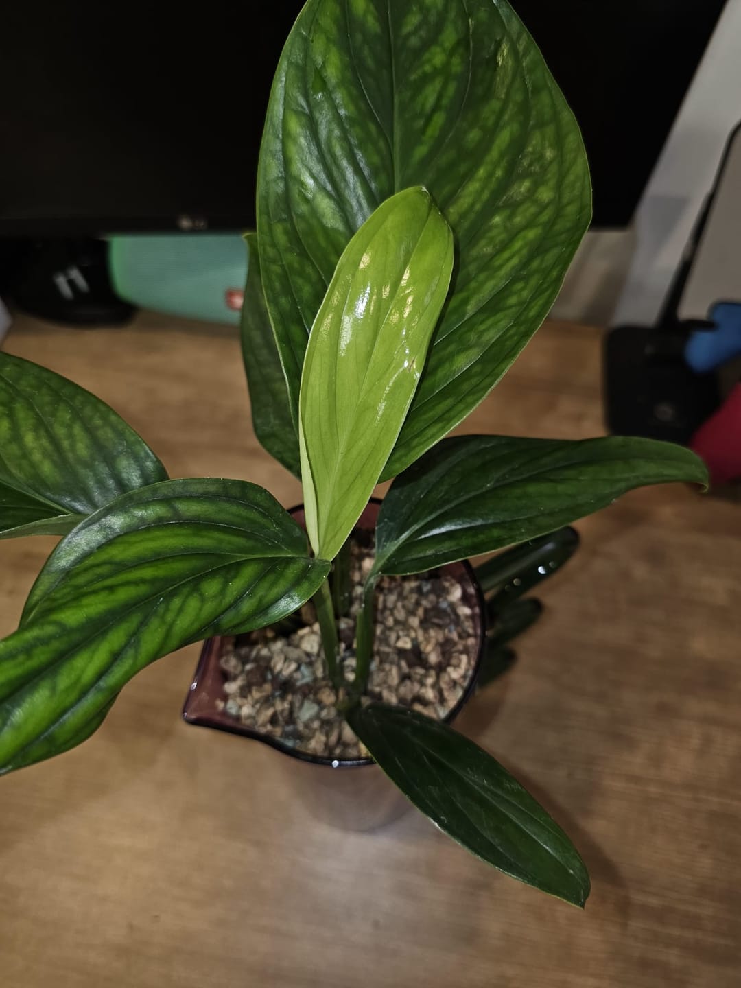 Customer photo review of Monstera pinnatipartita