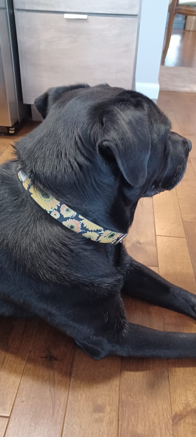 Customer photo review of Sunflower Dog Collar