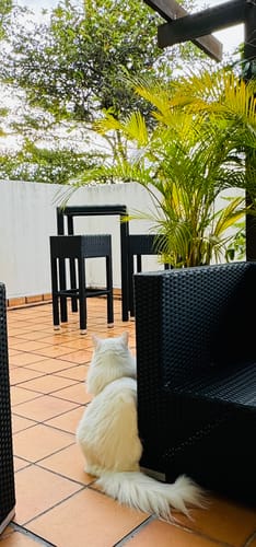 Customer photo review of Sorona 2 Chair Bar Set