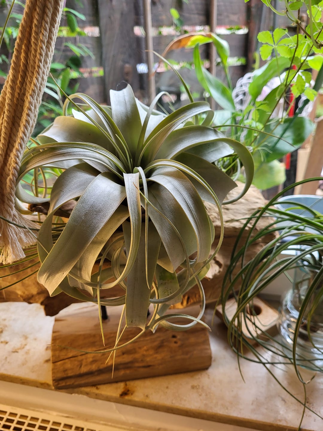 Customer photo review of Tillandsia xerographica