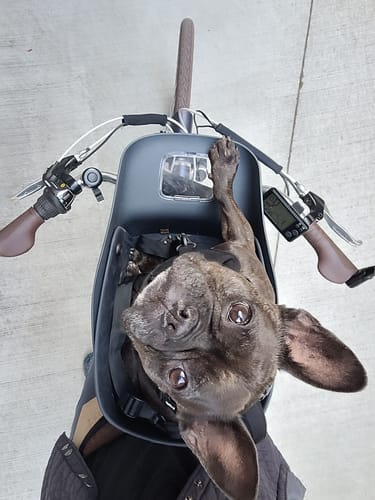 Customer photo review of Kvisp Dog Bike Carrier