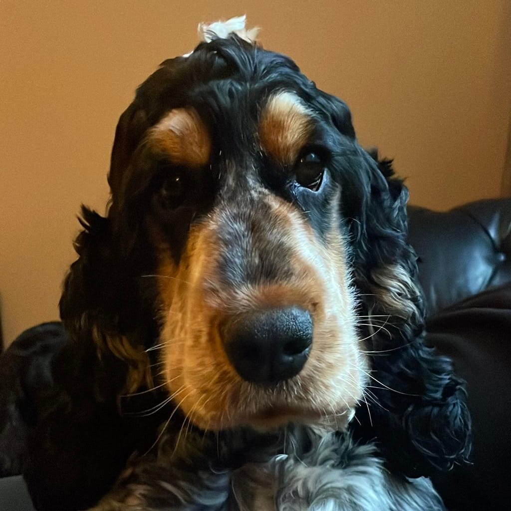 Customer photo review of Rechargeable Anti Bark Training Collar - Sound & Vibration - No Shock