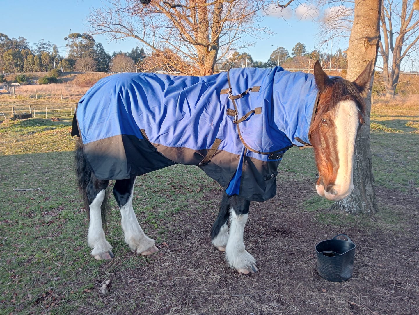 Customer photo review of Duke 1200d Detacha-neck