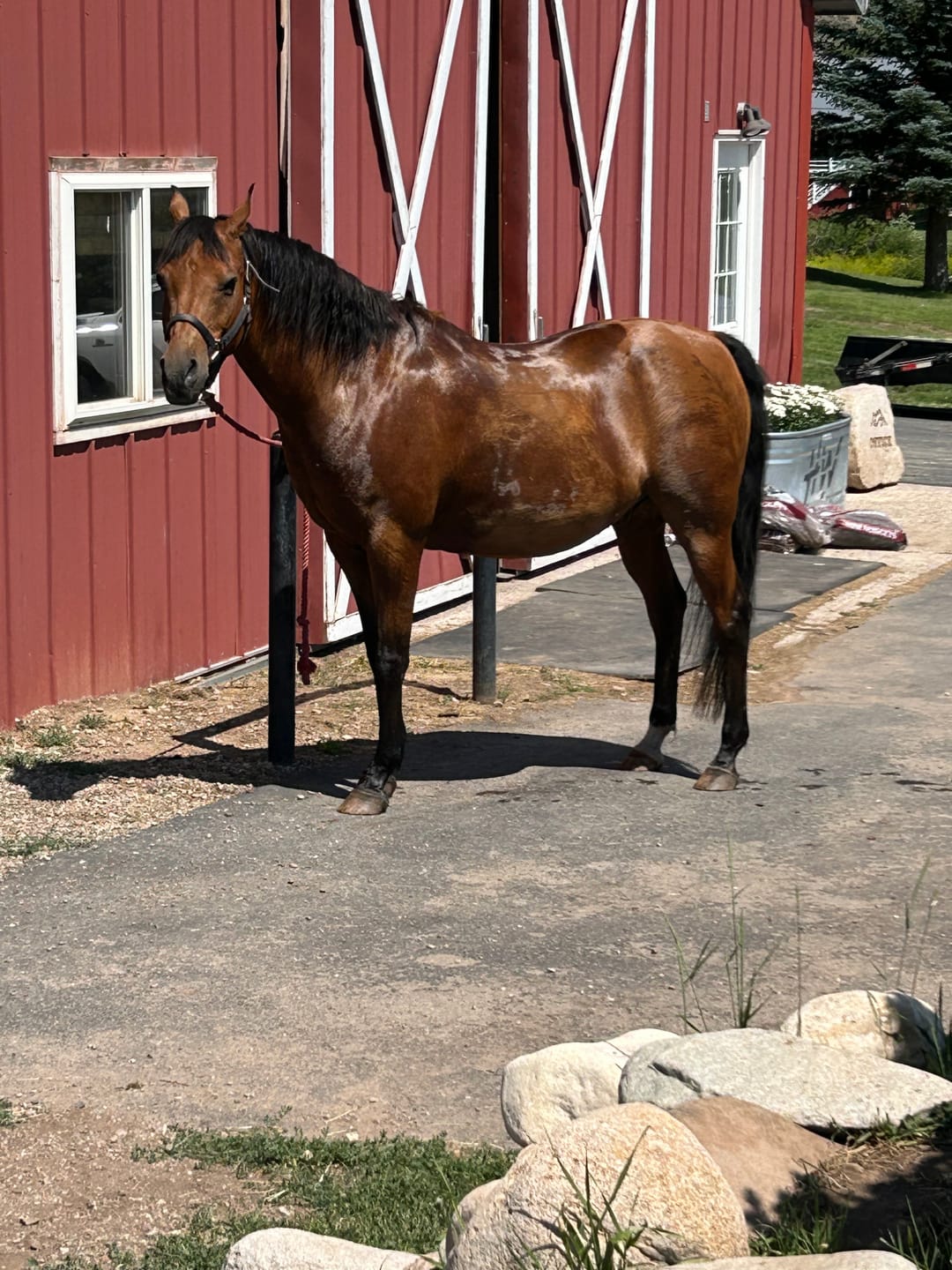 Customer photo review of Aloe Vera Pellets