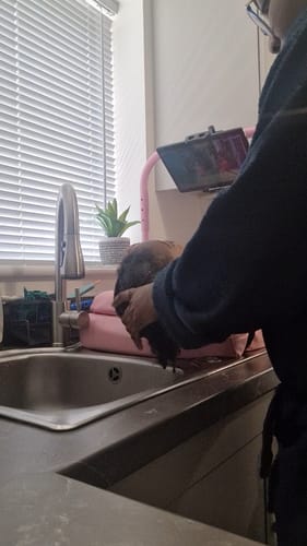 Customer photo review of Shampoo Mat Neck Pillow