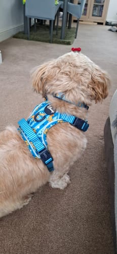 Customer photo review of Disney© Lead - Simba