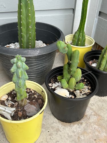 Customer photo review of Boobie Cactus | Myrtillocactus geometrizans Fukurokuryuzinboku