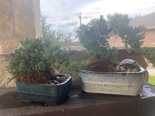 Customer photo review of PlantWave