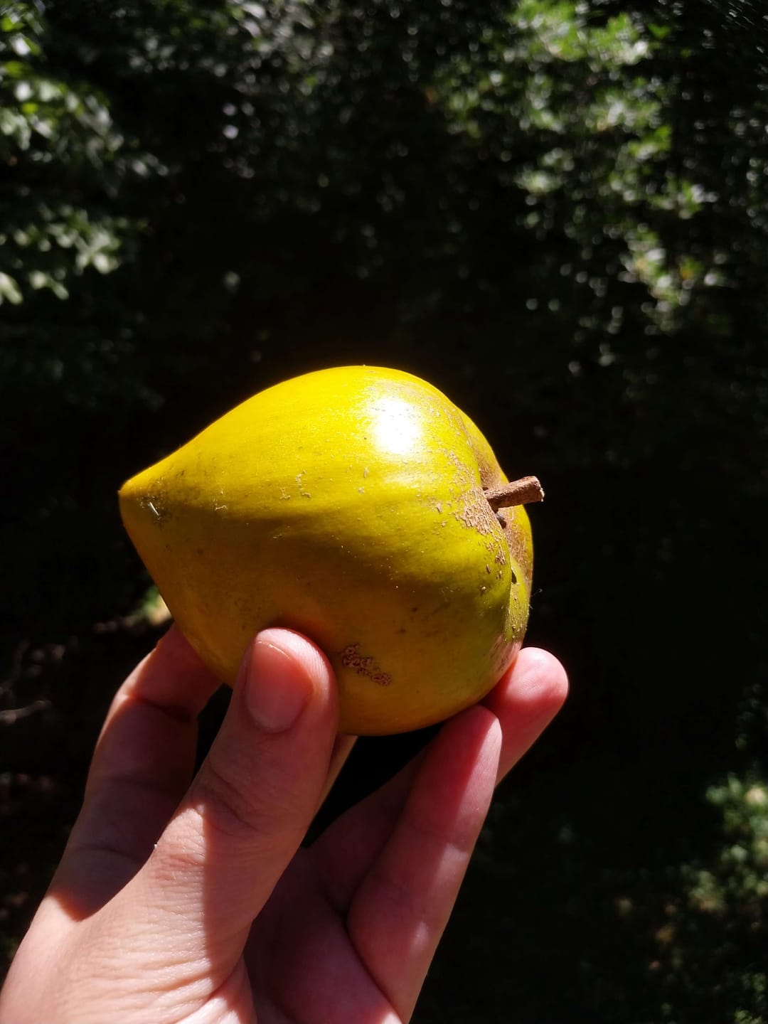 Customer photo review of Eggfruit (Canistel)