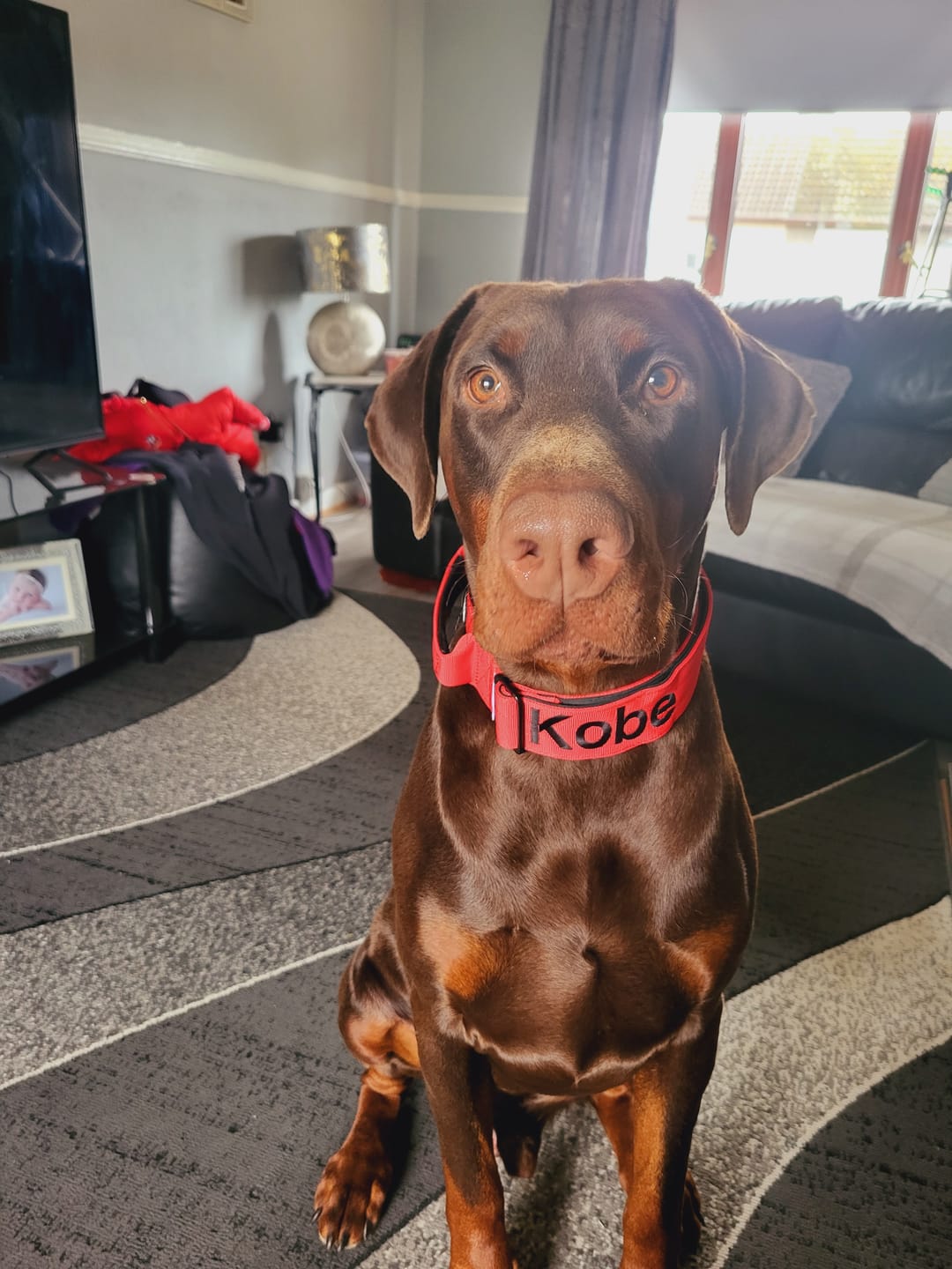 Customer photo review of 5cm Combat® Collar | With Handle & Rated Clip - Red v2.0