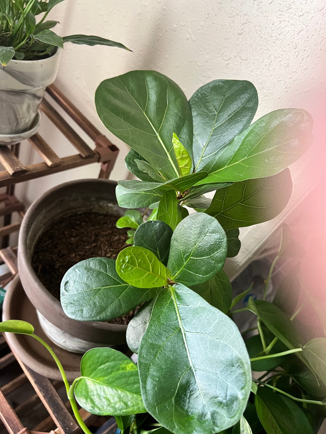 Customer photo review of Fiddle Leaf Fig Guide