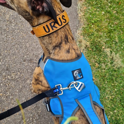 Customer photo review of Sighthound Escape Proof Harness