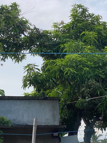 Customer photo review of Nike Hyperdunk X EP Men's Basketball Shoes