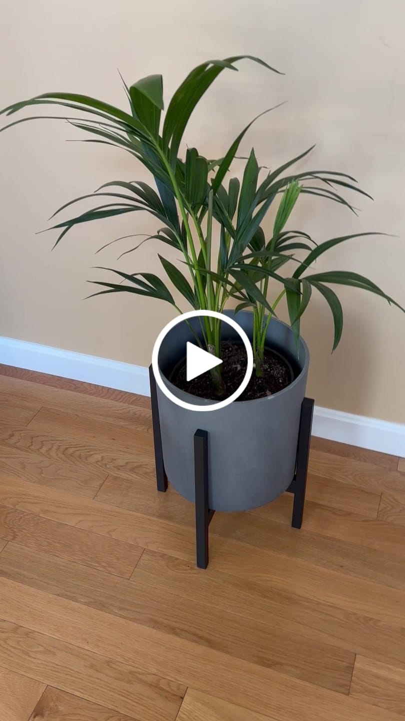 Customer video review of Kentia Palm, Howea Forsteriana, Exotic and Rare
