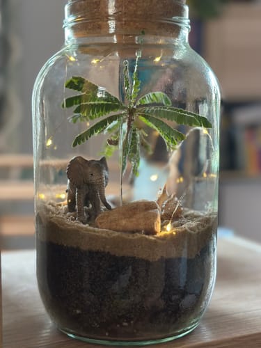 Customer photo review of Flaschengarten "Palm Beach" - limitierte Edition