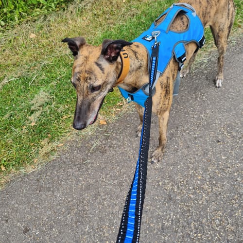 Customer photo review of 1.2m Shock Absorbing Bungee Dog Lead