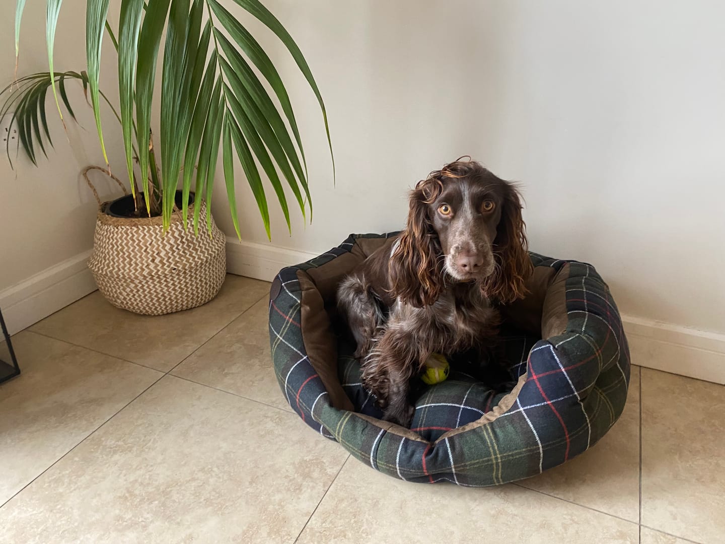 Customer photo review of GPS Dog Fence F8