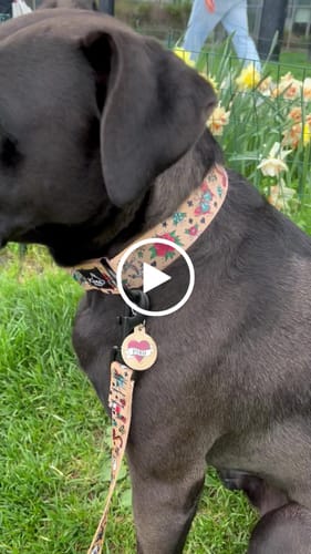 Customer video review of Sailor Ink Buckle Collar