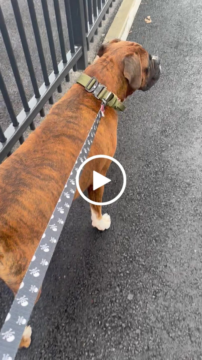 Customer video review of 4cm Combat® Collar | With Handle & Rated Clip -  Khaki v2.0