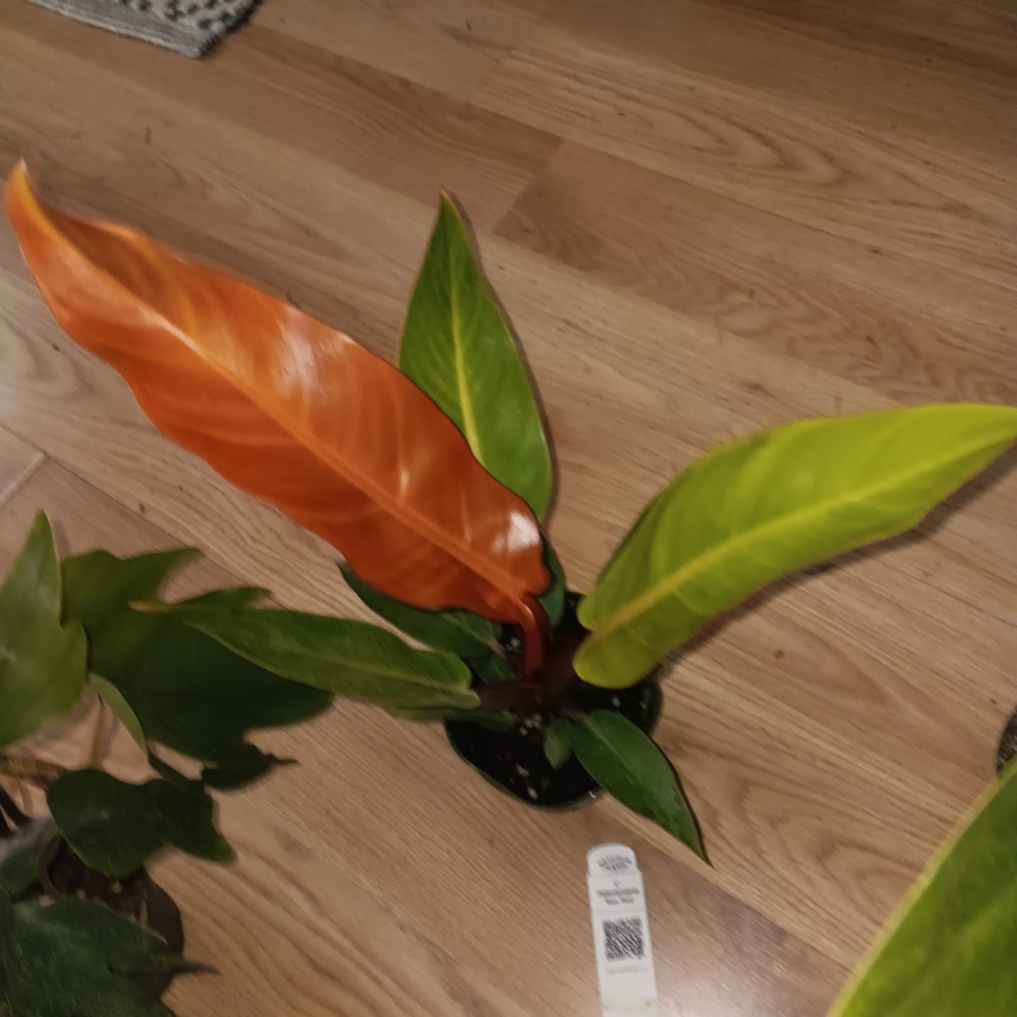 Customer photo review of Philodendron 'Sun Red'